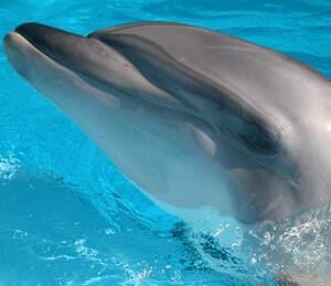 Cabo San Lucas Dolphin Encounter