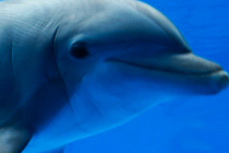 Cabo San Lucas Dolphin Swims