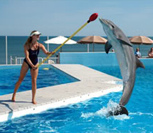 Cabo San Lucas Dolphin Trainer