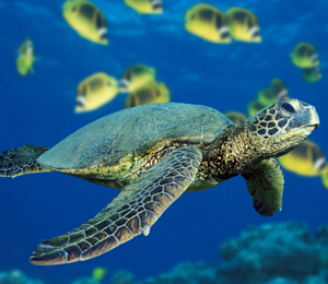 Cabo San Lucas Turtle Release