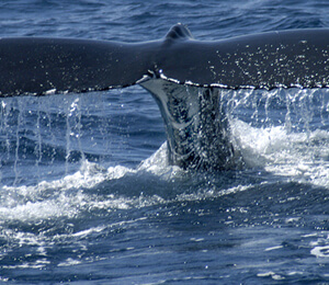 Cabo San Lucas Whale Watching